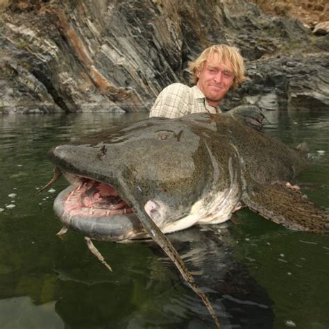 gucci catfish|largest goonch catfish.